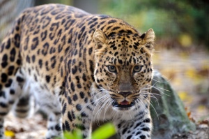 leopard_stalking